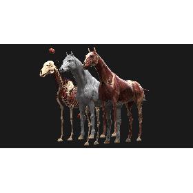 3D Horse Anatomy model